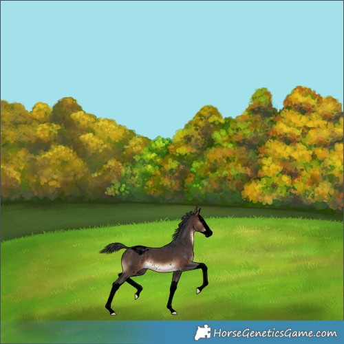 Horse Color:Void Brown Splash Appaloosa 