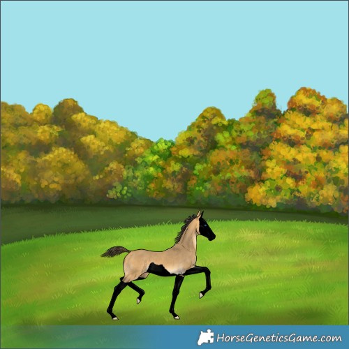 Horse Color:Void Buckskin Dun Splash 