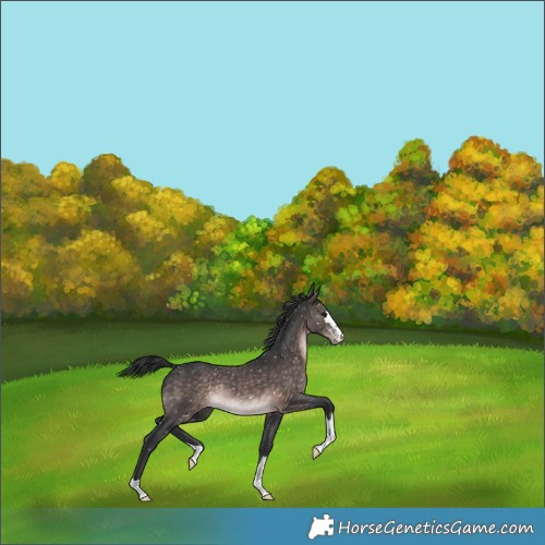 Horse Color:Platinum Brown Appaloosa Rabicano 