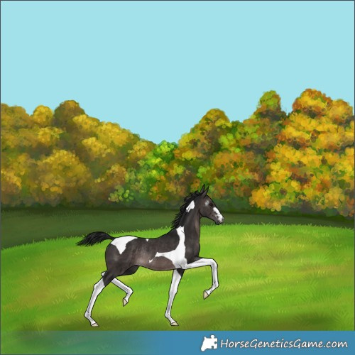Horse Color:Gray Platinum Brown Tobiano Rabicano 