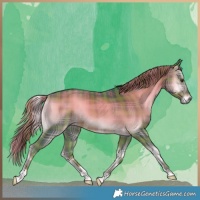 Horse Color:Void Watercolor Plaid  Liver Red Onyx Rabicano 