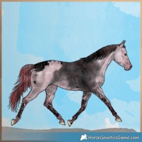 Horse Color:Void Watercolor Plaid  Liver Red Dun Tobiano 