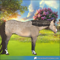 Horse Color:Buckskin Ice Dun