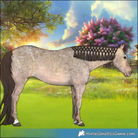 Horse Color:Buckskin Ice Dun 