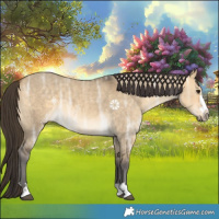 Horse Color:Buckskin Ice Dun 