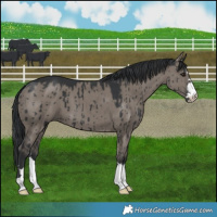 Horse Color:Grullo Brindle
