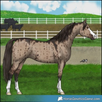 Horse Color:Liver Red Dun Brindle 