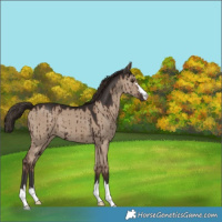 Horse Color:Liver Red Dun Brindle 