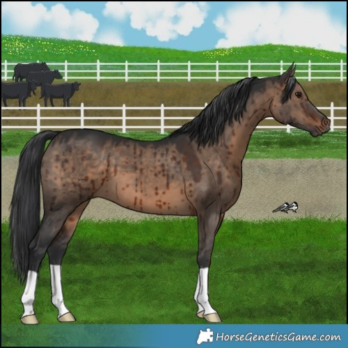 Horse Color:Brown Dun Brindle 
