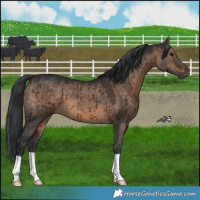 Horse Color:Brown Dun Brindle 