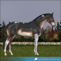 Horse Color:Liver Chestnut Tobiano 