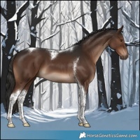 Horse Color:Liver Chestnut Tobiano 