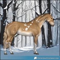 Horse Color:White Spotted Chocolate Palomino Dun Tobiano Rabicano 