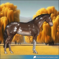 Horse Color:White Spotted Liver Chestnut Tobiano 