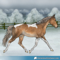 Horse Color:Chocolate Palomino Tobiano Rabicano