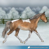 Horse Color:Chocolate Palomino Tobiano Rabicano 