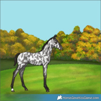 Horse Color:Liver Red Roan Appaloosa 
