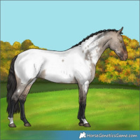 Horse Color:Brown Roan Dun Appaloosa 