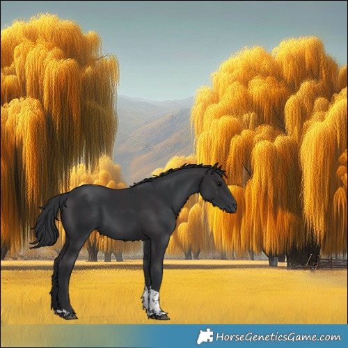 Horse Color:Smoky Black Tobiano Rabicano  and Black Tobiano 