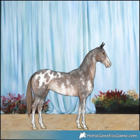 Horse Color:Liver Chestnut Sabino Appaloosa Rabicano 