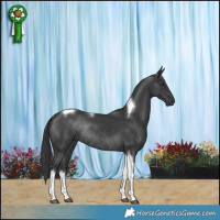 Horse Color:Black Tobiano Rabicano 