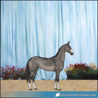 Horse Color:Grullo 