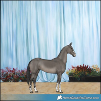 Horse Color:Grullo 