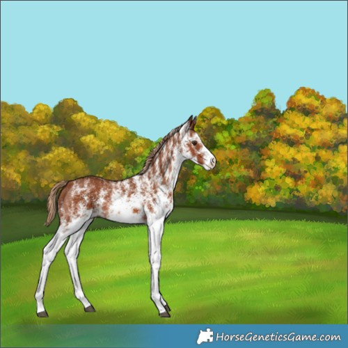 Horse Color:White Spotted Chestnut 