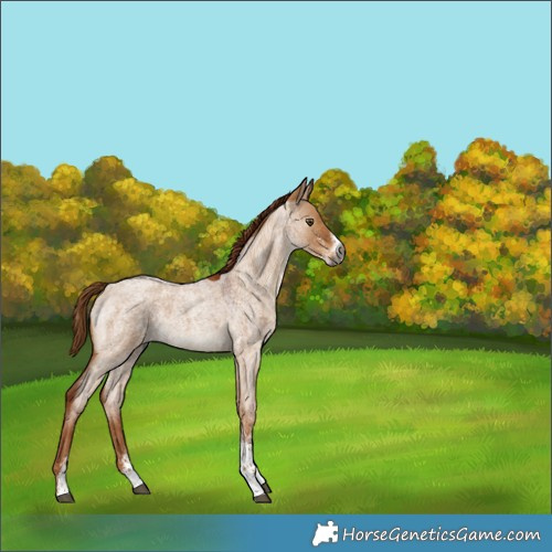 Horse Color:Gray White Spotted Red Dun Roan 