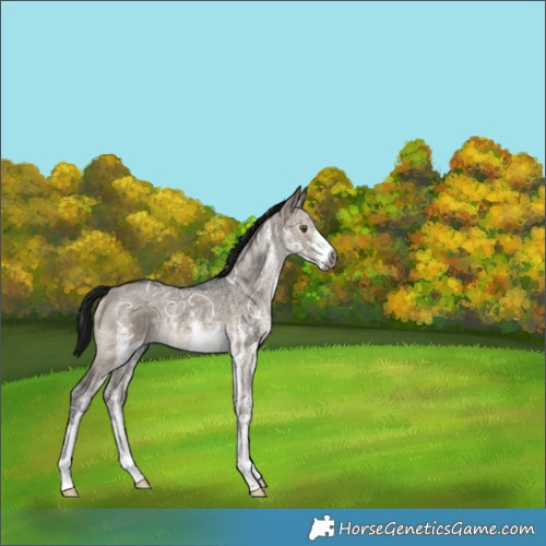 Horse Color:Gray White Spotted Brown Ice Dun Mushroom 