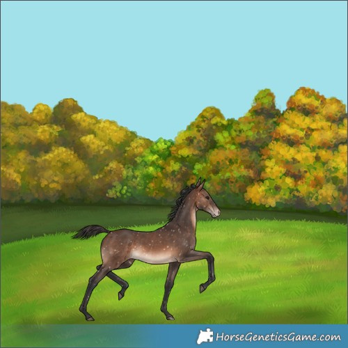Horse Color:Brown Snowflake Varnish