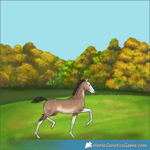 Horse Color:Bay Dun Splash Snowflake Varnish 