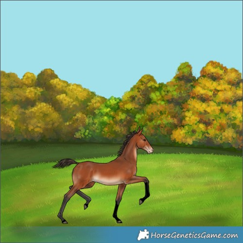 Horse Color:Void Bay Tobiano Varnish 