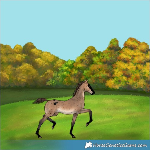 Horse Color:Void Bay Dun Splash Snowflake Varnish 