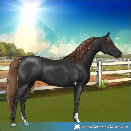 Horse Color:Liver Chestnut 