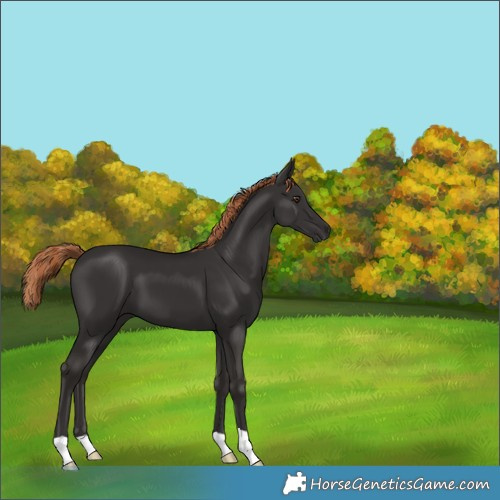 Horse Color:Liver Chestnut 