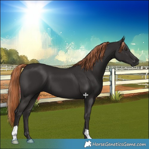 Horse Color:Liver Chestnut 