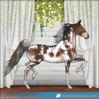 Horse Color:White Spotted Liver Chestnut