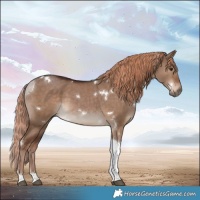 Horse Color:White Spotted Liver Red Dun Tobiano 