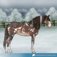 Horse Color:White Spotted Liver Chestnut Sabino 