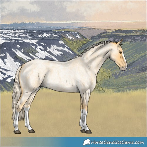 Horse Color:Palomino Roan Splash 
