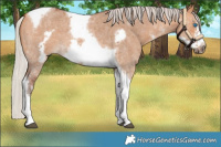 Horse Color:Silver Bay Dun Sabino Tobiano Frame Rabicano 