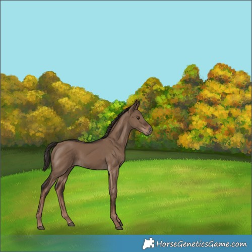Horse Color:Liver Red Dun Rabicano 