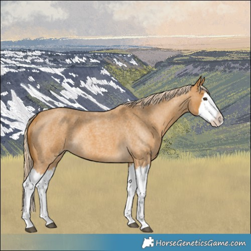 Horse Color:Palomino Roan Splash