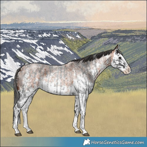 Horse Color:Blue Roan Sabino Splash and Bay Roan Sabino Splash
