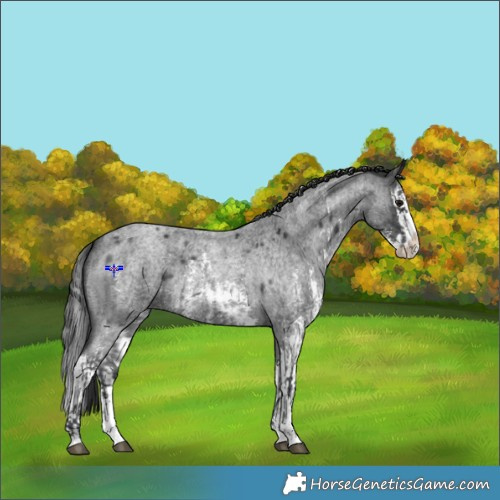 Horse Color:Blue Roan Sabino Splash  and Blue Roan Sabino Splash 