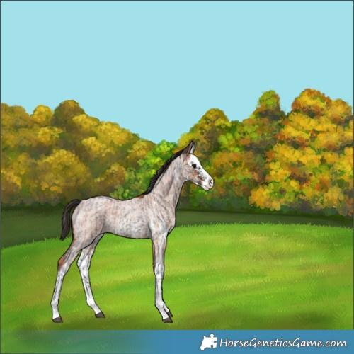 Horse Color:Blue Roan Sabino Splash  and Bay Roan Sabino Splash 