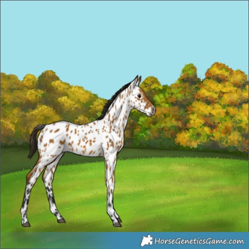 Horse Color:Gray Buckskin Near Leopard 