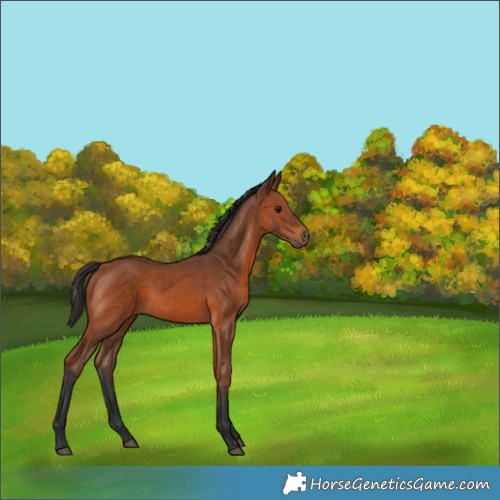 Horse Color:Bay 