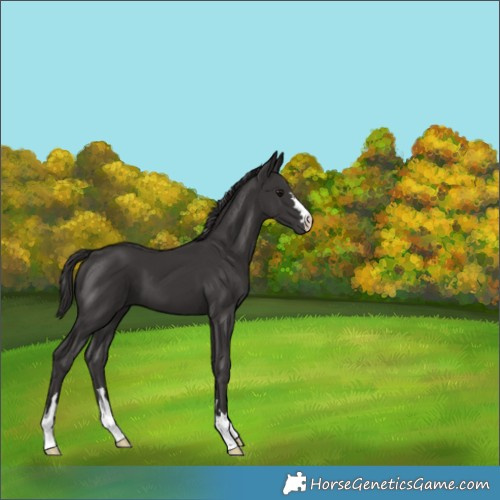 Horse Color:Smoky Black 